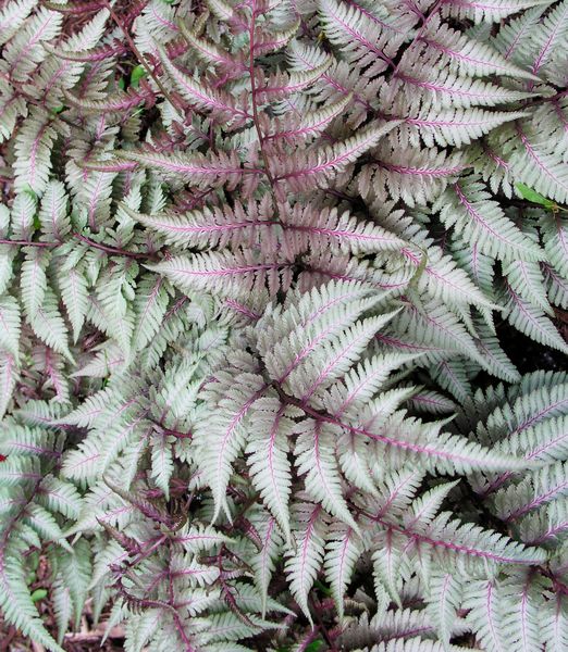 Athyrium niponicum 'Red beauty'